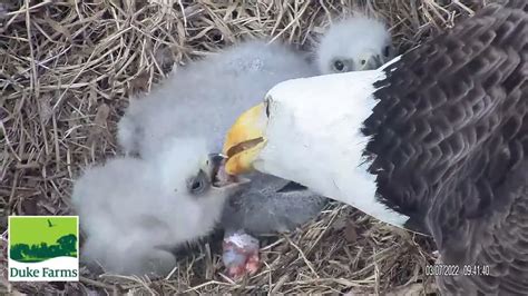 eagle cam youtube|duke farm youtube videos.